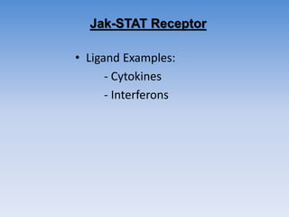 Jak-STAT Receptor
• Ligand Examples:
- Cytokines
- Interferons
 