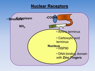 Nuclear Receptors
Cytoplasm
NH2-
• Amino terminus
• Carboxylic acid
terminus
• HSP90
• DNA binding domain
with Zinc Fingers
• Structure
Nucleus
-COOH
 