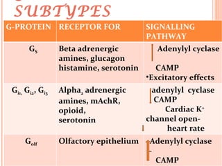 G-PROTEIN SUBTYPES G-PROTEIN RECEPTOR FOR SIGNALLING PATHWAY G S Beta adrenergic amines, glucagon histamine, serotonin Adenylyl cyclase  CAMP Excitatory effects G i1,  G i2 , G i3 Alpha 2  adrenergic amines, mAchR,  opioid, serotonin  adenylyl  cyclase CAMP  Cardiac K +  channel open-  heart rate G olf  Olfactory epithelium Adenylyl cyclase  –  CAMP 