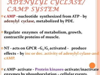 ADENYLYL CYCLASE/ CAMP SYSTEM c AMP  –nucleotide  synthesized from ATP - by  adenylyl  cyclase , metabolized by PDE. Regulate  enzymes  of metabolism, growth, contractile proteins of muscle. NT - acts on GPCR –G s /G i  activated -  produce  effects – by  inc or dec. activity of adenylyl cylase-and cAMP. c AMP- activate -  Protein kinases- activate/inactivate enzymes by phosphorylation – cellular events. 