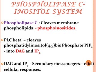 PHOSPHOLIPASE C-INOSITOL SYSTEM Phospholipase C  : Cleaves membrane  phospholipids  - phosphoinositides . PLC beta  – cleaves phosphatidylinositol(4,5)bis Phosphate PIP 2  - into  DAG  and  IP 3 .  DAG and IP 3  - Secondary messenegers – elicit cellular responses. 