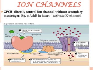 ION CHANNELS  GPCR- directly control ion channel-without secondary messenger . Eg. mAchR in heart – activate K +  channel. 