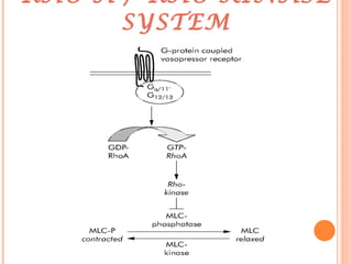RHO A / RHO KINASE SYSTEM 