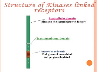 Structure of Kinases linked receptors Y Y Y Y Y Y Extracellular domain Binds to the ligand (growth factor) Trans membrane  domain Intracellular domain Endogenous kinases bind and get phosphorlated 
