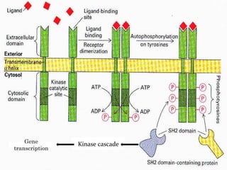 Kinase cascade Gene transcription 