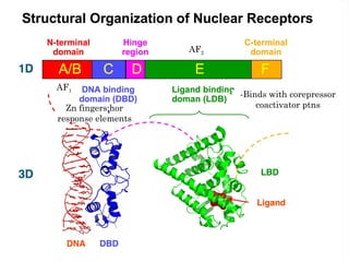 Zn fingers;hor response elements -Binds with corepressor coactivator ptns AF 1 AF 2 