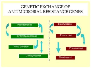 GENETIC EXCHANGE OF
ANTIMICROBIAL RESISTANCE GENES
Enterobacteriaceae Enterococci
StaphylococciPseudomonas
Campylobacter
Vibrio cholerae
Pneumococci
Streptococci
 