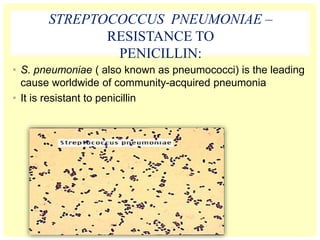 STREPTOCOCCUS PNEUMONIAE –
RESISTANCE TO
PENICILLIN:
• S. pneumoniae ( also known as pneumococci) is the leading
cause worldwide of community-acquired pneumonia
• It is resistant to penicillin
 