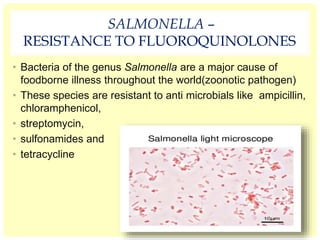 SALMONELLA –
RESISTANCE TO FLUOROQUINOLONES
• Bacteria of the genus Salmonella are a major cause of
foodborne illness throughout the world(zoonotic pathogen)
• These species are resistant to anti microbials like ampicillin,
chloramphenicol,
• streptomycin,
• sulfonamides and
• tetracycline
 