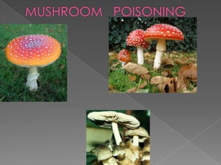 MUSHROOM   POISONING