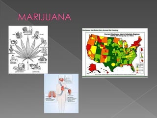 MARIJUANA 