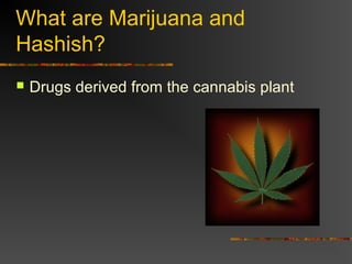 What are Marijuana and
Hashish?
 Drugs derived from the cannabis plant
 