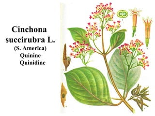 Cinchona
succirubra L.
(S. America)
Quinine
Quinidine
 