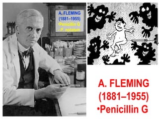 A. FLEMING
(1881–1955)
•Penicillin G
A. FLEMING
(1881–1955)
•Penicillin G
- P. notatum
 