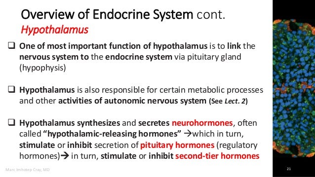 Medicine that deals with endocrine disorders