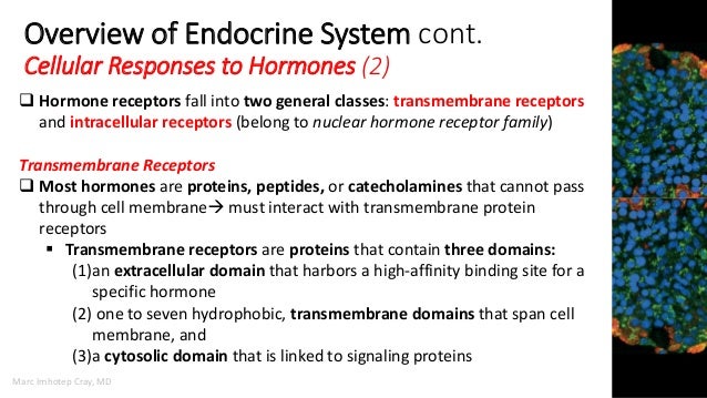 Medicine that deals with endocrine disorders