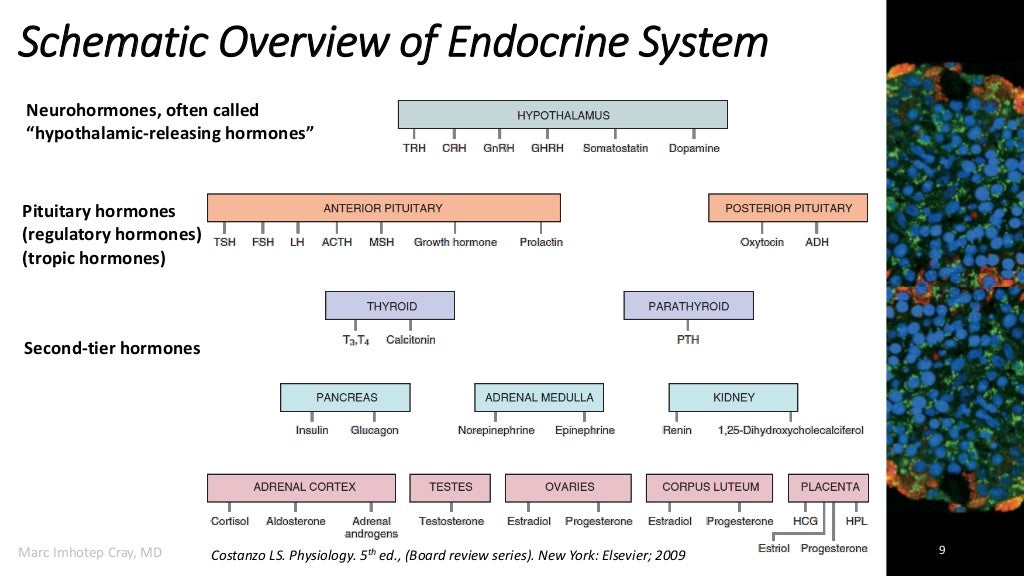 Drugs Used in Disorders of the Endocrine System, Lectures 1 through 6