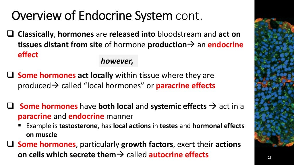 Drugs Used in Disorders of the Endocrine System, Lectures 1 through 6