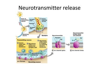 Neurotransmitter release
 