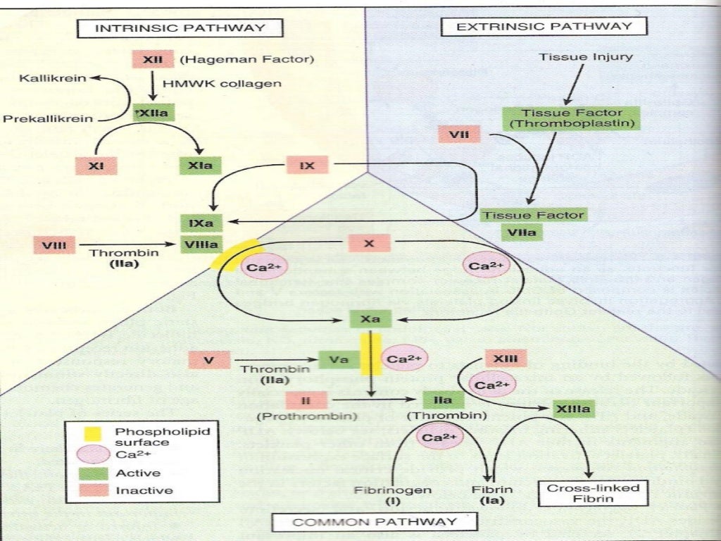Drugs acting on blood and blood forming organs