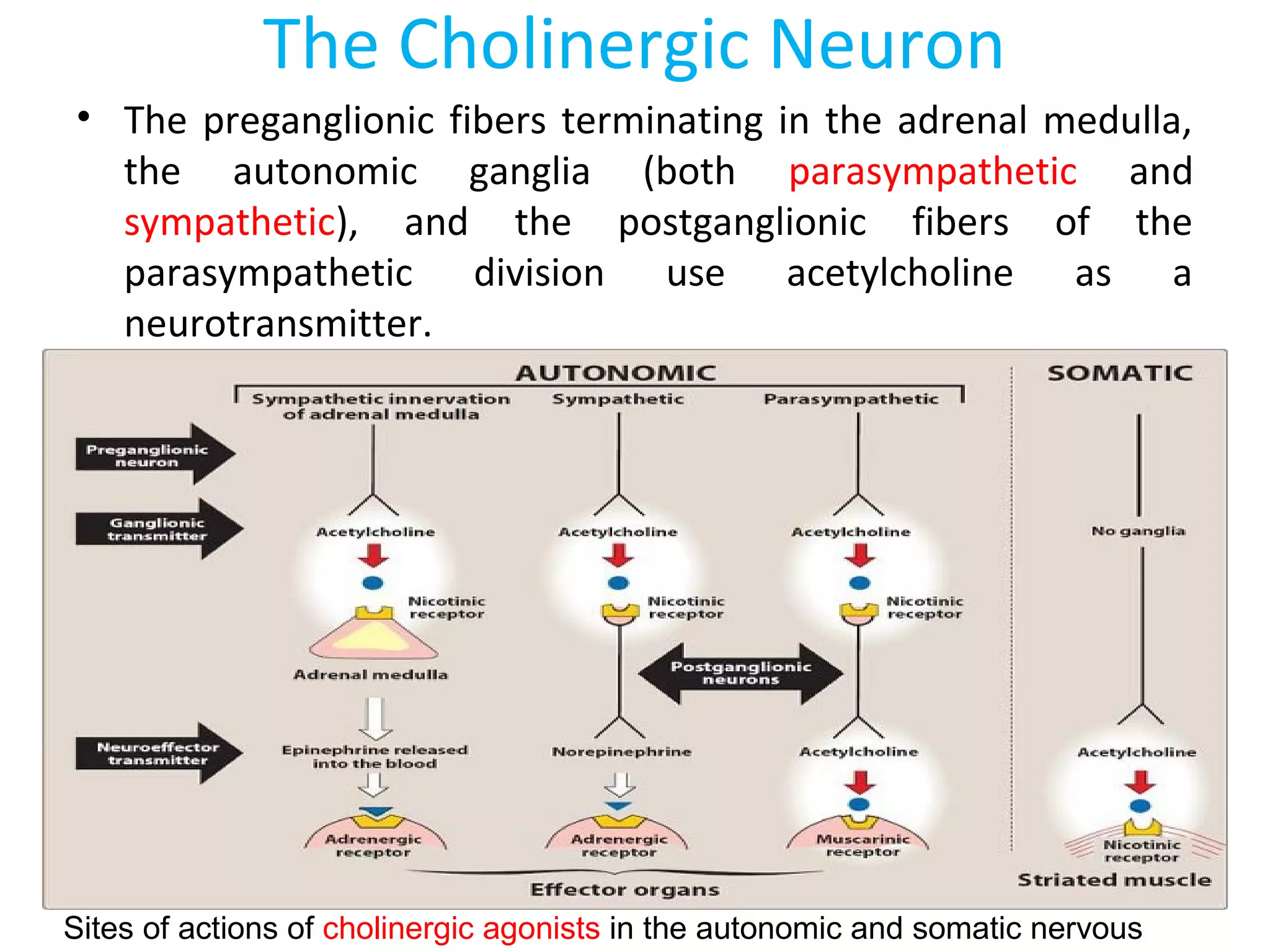Drugs acting on PNS | PPT