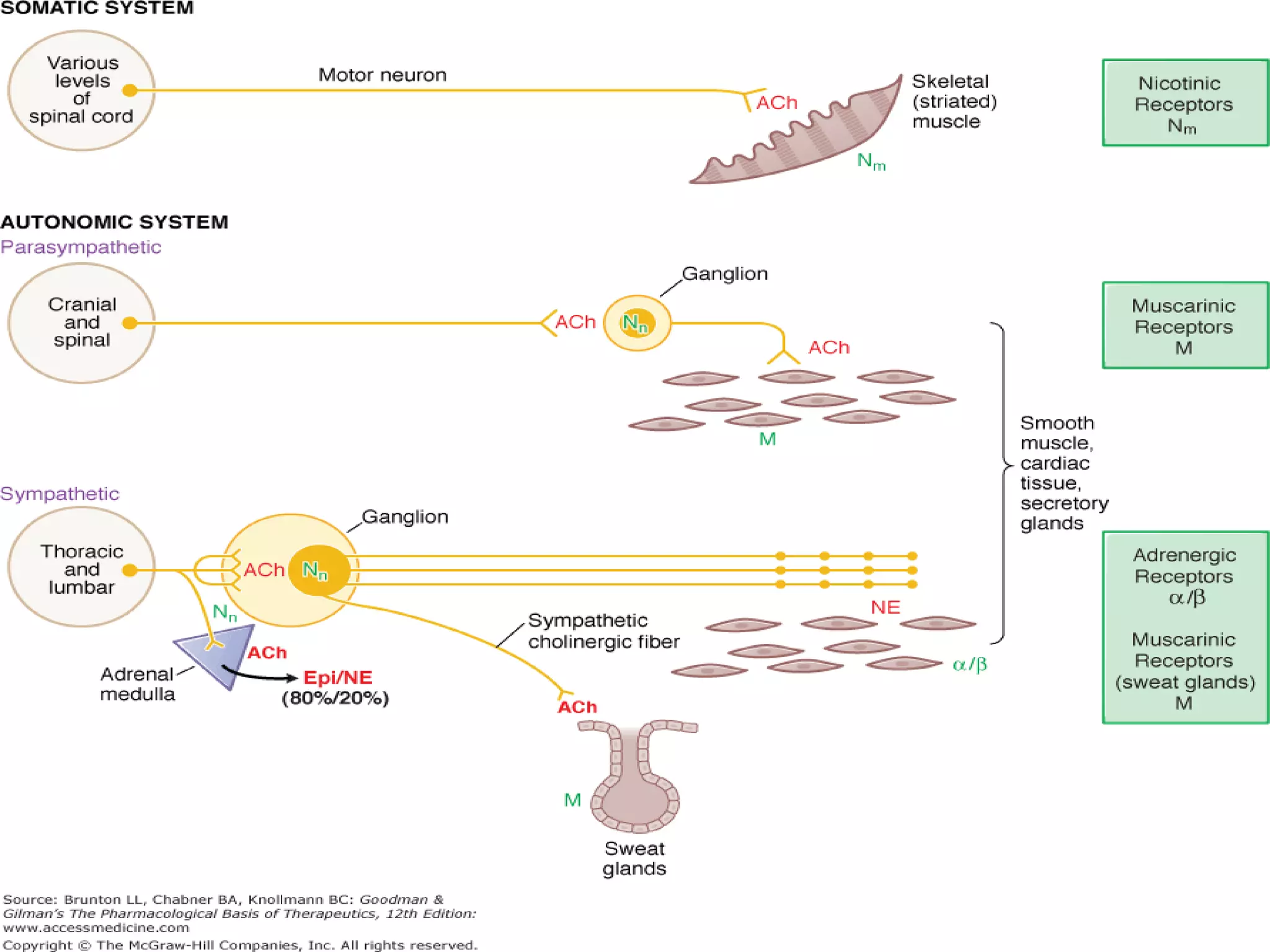 Drugs acting on PNS | PPT