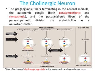 The Cholinergic Neuron
• The preganglionic fibers terminating in the adrenal medulla,
the autonomic ganglia (both parasympathetic and
sympathetic), and the postganglionic fibers of the
parasympathetic division use acetylcholine as a
neurotransmitter.
Sites of actions of cholinergic agonists in the autonomic and somatic nervous
 