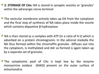 2. STORAGE OF CAs: NA is stored in synaptic vesicles or ‘granules’
within the adrenergic nerve terminal
The vesicular membrane actively takes up DA from the cytoplasm
and the final step of synthesis of NA takes place inside the vesicle
which contains dopamine β-hydroxylase
NA is then stored as a complex with ATP (in a ratio of 4:1) which is
adsorbed on a protein chromogranin. In the adrenal medulla the
NA thus formed within the chromaffin granules diffuses out into
the cytoplasm, is methylated and Adr so formed is again taken up
by a separate set of granules
The cytoplasmic pool of CAs is kept low by the enzyme
monoamine oxidase (MAO) present on the outer surface of
mitochondria
 