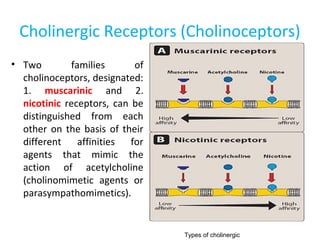 Cholinergic Receptors (Cholinoceptors)
• Two families of
cholinoceptors, designated:
1. muscarinic and 2.
nicotinic receptors, can be
distinguished from each
other on the basis of their
different affinities for
agents that mimic the
action of acetylcholine
(cholinomimetic agents or
parasympathomimetics).
Types of cholinergic
 
