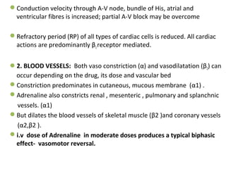 Conduction velocity through A-V node, bundle of His, atrial and
ventricular fibres is increased; partial A-V block may be overcome
Refractory period (RP) of all types of cardiac cells is reduced. All cardiac
actions are predominantly β1receptor mediated.
2. BLOOD VESSELS: Both vaso constriction (α) and vasodilatation (β2) can
occur depending on the drug, its dose and vascular bed
Constriction predominates in cutaneous, mucous membrane (α1) .
Adrenaline also constricts renal , mesenteric , pulmonary and splanchnic
vessels. (α1)
But dilates the blood vessels of skeletal muscle (β2 )and coronary vessels
(α2,β2 ).
i.v dose of Adrenaline in moderate doses produces a typical biphasic
effect- vasomotor reversal.
 
