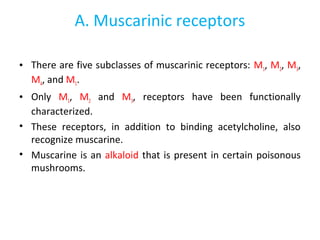 A. Muscarinic receptors
• There are five subclasses of muscarinic receptors: M1, M2, M3,
M4, and M5.
• Only M1, M2 and M3, receptors have been functionally
characterized.
• These receptors, in addition to binding acetylcholine, also
recognize muscarine.
• Muscarine is an alkaloid that is present in certain poisonous
mushrooms.
 