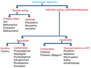 Cholinergic Agonists
Directly acting Indirectly acting ( anticholinesterases)
Choline esters
Ach
Bethanechol
Carbachol
Methacholine
alkaloids
Pilocarpine
Muscarine
arecoline
Reversible irreversible
Carbamates
Physostigmine
Neostigine
Pyridostigmine
Edrophonium
Rivastigmine
Donepezil
Carbamates
Carbaryl
Propoxur (Bagyon)
Organophosphorous (OP)
Parathion
Malathion
Nerve gases
Dyflos
echothiophate
Acridine
Tacrine
 