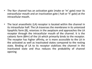 • The Na+ channel has an activation gate (make or ‘m’ gate) near its
extracellular mouth and an inactivation gate ( halt or ‘h’ gate) at the
intracellular mouth.
• The local anaesthetic (LA) receptor is located within the channel in
its intracellular half. The LA traverses the membrane in its unionized
lipophilic form (B), reionizes in the axoplasm and approaches the LA
receptor through the intracellular mouth of the channel. It is the
cationic form (BH+) of the LA which primarily binds to the receptor.
The receptor has higher affinity, or is more accessible to the LA in
the activated as well as inactivated states compared to the resting
state. Binding of LA to its receptor stabilizes the channel in the
inactivated state and thus reduces the probability of channel
opening
 