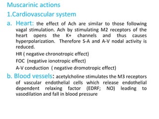 Muscarinic actions
1.Cardiovascular system
a. Heart: the effect of Ach are similar to those following
vagal stimulation. Ach by stimulating M2 receptors of the
heart opens the K+ channels and thus causes
hyperpolarization. Therefore S-A and A-V nodal activity is
reduced.
HR ( negative chronotropic effect)
FOC (negative ionotropic effect)
A-V conduction ( negative dromotropic effect)
b. Blood vessels: acetylcholine stimulates the M3 receptors
of vascular endothelial cells which release endothelial
dependent relaxing factor (EDRF; NO) leading to
vasodilation and fall in blood pressure
 