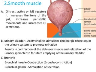 2.Smooth muscle
B. urinary bladder: Acetylcholine stimulates cholinergic receptors in
the urinary system to promote urination
Results in contraction of the detrusor muscle and relaxation of the
urinary sphincter to facilitate emptying of the urinary bladder
C. Bronchi:
Bronchial muscle-Contraction (Bronchoconstriction)
Bronchial glands - Stimulation of secretion
A. GI tract: acting on M3 recptors
it increases the tone of the
gut, increases peristaltic
movements and increaeses GI
secretions.
 