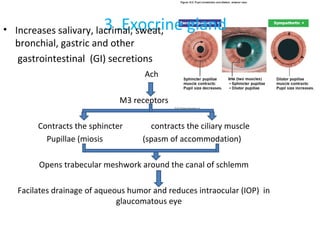 3 .Exocrine gland• Increases salivary, lacrimal, sweat,
bronchial, gastric and other
gastrointestinal (GI) secretions
Ach
M3 receptors
Contracts the sphincter contracts the ciliary muscle
Pupillae (miosis (spasm of accommodation)
Opens trabecular meshwork around the canal of schlemm
Facilates drainage of aqueous humor and reduces intraocular (IOP) in
glaucomatous eye
 