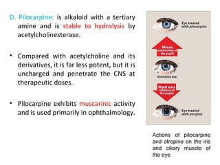 D. Pilocarpine: is alkaloid with a tertiary
amine and is stable to hydrolysis by
acetylcholinesterase.
• Compared with acetylcholine and its
derivatives, it is far less potent, but it is
uncharged and penetrate the CNS at
therapeutic doses.
• Pilocarpine exhibits muscarinic activity
and is used primarily in ophthalmology.
Actions of pilocarpine
and atropine on the iris
and ciliary muscle of
the eye
 