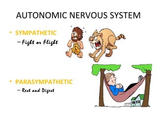 AUTONOMIC NERVOUS SYSTEM
• SYMPATHETIC
– Fight or Flight
• PARASYMPATHETIC
– Rest and Digest
 