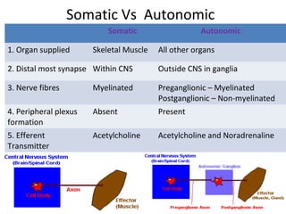 Somatic Vs Autonomic
Somatic Autonomic
1. Organ supplied Skeletal Muscle All other organs
2. Distal most synapse Within CNS Outside CNS in ganglia
3. Nerve fibres Myelinated Preganglionic – Myelinated
Postganglionic – Non-myelinated
4. Peripheral plexus
formation
Absent Present
5. Efferent
Transmitter
Acetylcholine Acetylcholine and Noradrenaline
 