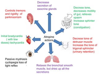 Atropine
actions
Passive mydriasis
cyclopegia loss of
light reflex Relaxes the bronchial smooth
muscle, but dries up all the
secretions
Decrease
secretion of
exocrine glands
Initial bradycardia
( with low
doses) tachycardia
Controls tremors
and rigidity of
parkinsonism
Decrese tone of
detrusor muscle
Increase the tone of
trigonal sphincter
(urinary retention)
Decrese tone,
decreases motility
of gut, relieves
spasm
Increase sphinter
tone
(constipation)
 