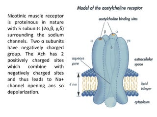 Nicotinic muscle receptor
is proteinous in nature
with 5 subunits (2α,β, γ,δ)
surrounding the sodium
channels. Two α subunits
have negatively charged
group. The Ach has 2
positively charged sites
which combine with
negatively charged sites
and thus leads to Na+
channel opening ans so
depolarization.
 