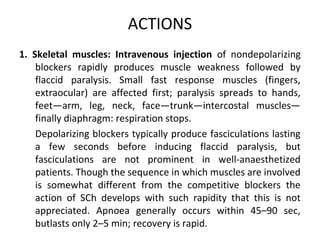 ACTIONS
1. Skeletal muscles: Intravenous injection of nondepolarizing
blockers rapidly produces muscle weakness followed by
flaccid paralysis. Small fast response muscles (fingers,
extraocular) are affected first; paralysis spreads to hands,
feet—arm, leg, neck, face—trunk—intercostal muscles—
finally diaphragm: respiration stops.
Depolarizing blockers typically produce fasciculations lasting
a few seconds before inducing flaccid paralysis, but
fasciculations are not prominent in well-anaesthetized
patients. Though the sequence in which muscles are involved
is somewhat different from the competitive blockers the
action of SCh develops with such rapidity that this is not
appreciated. Apnoea generally occurs within 45–90 sec,
butlasts only 2–5 min; recovery is rapid.
 