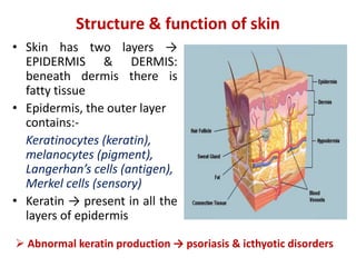 Structure & function of skin
• Skin has two layers →
EPIDERMIS & DERMIS:
beneath dermis there is
fatty tissue
• Epidermis, the outer layer
contains:-
Keratinocytes (keratin),
melanocytes (pigment),
Langerhan’s cells (antigen),
Merkel cells (sensory)
• Keratin → present in all the
layers of epidermis
 Abnormal keratin production → psoriasis & icthyotic disorders
 
