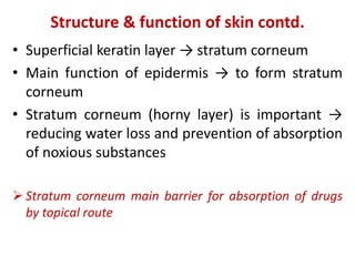 • Superficial keratin layer → stratum corneum
• Main function of epidermis → to form stratum
corneum
• Stratum corneum (horny layer) is important →
reducing water loss and prevention of absorption
of noxious substances
 Stratum corneum main barrier for absorption of drugs
by topical route
Structure & function of skin contd.
 