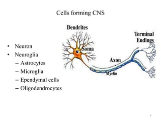 Cells forming CNS

• Neuron
• Neuroglia
– Astrocytes
– Microglia
– Ependymal cells
– Oligodendrocytes

3

 