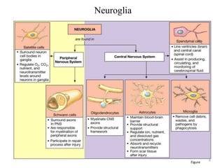 Neuroglia

Figure

4

 