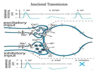 Junctional Transmission

9

 