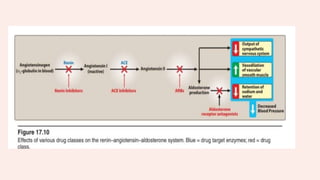 DRUGS ACTING ON THE CARDIOVASCULAR SYSTEM | PPTX