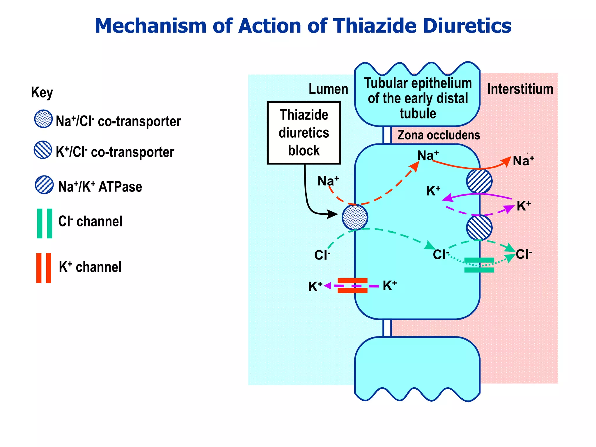 Drugs acting on the kidney lectures 1 and 2 | PDF