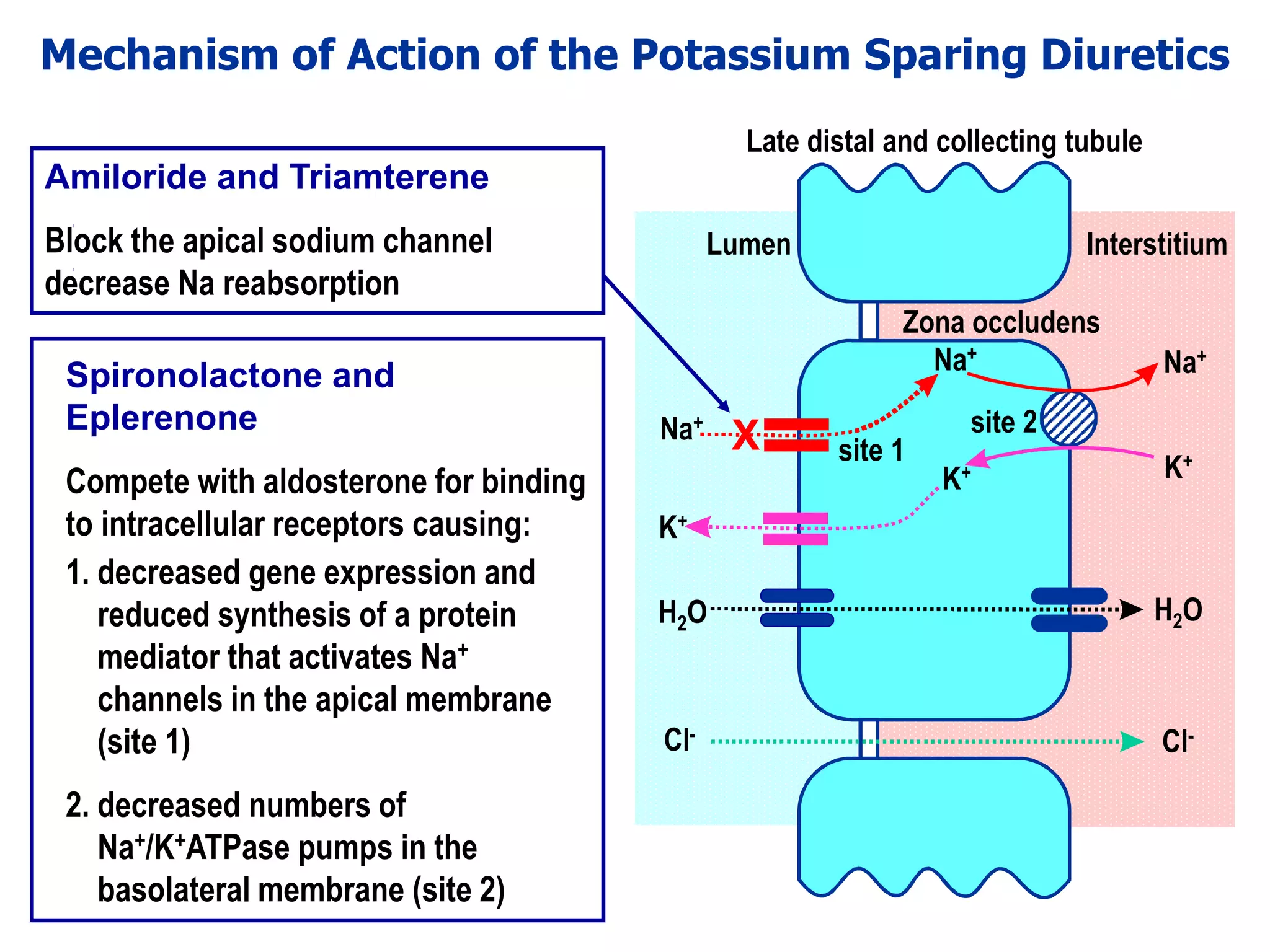 Drugs acting on the kidney lectures 1 and 2 | PDF